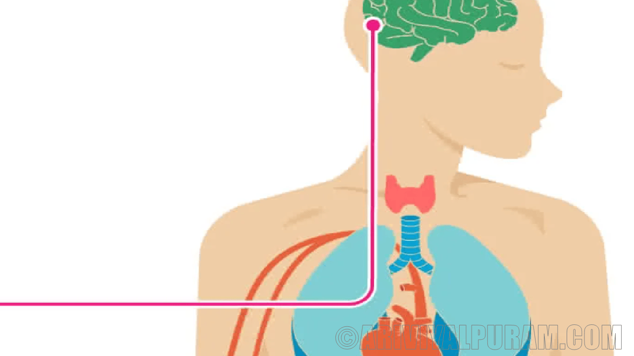 A brain transplant helps recovered after a stroke