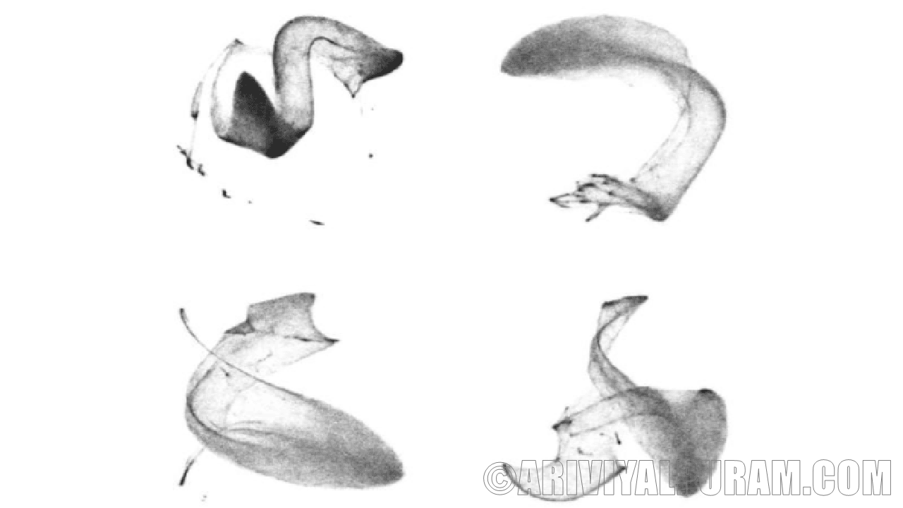 AI software enables imaging of proteins in cells 