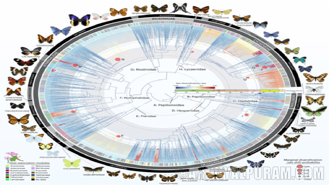 All butterflies created from ancient moths