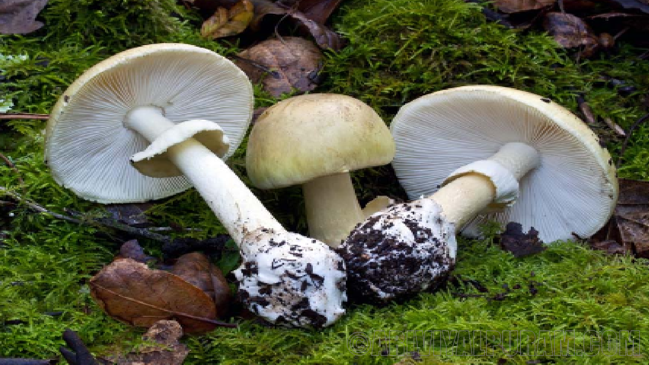 Antidote to death cap mushrooms