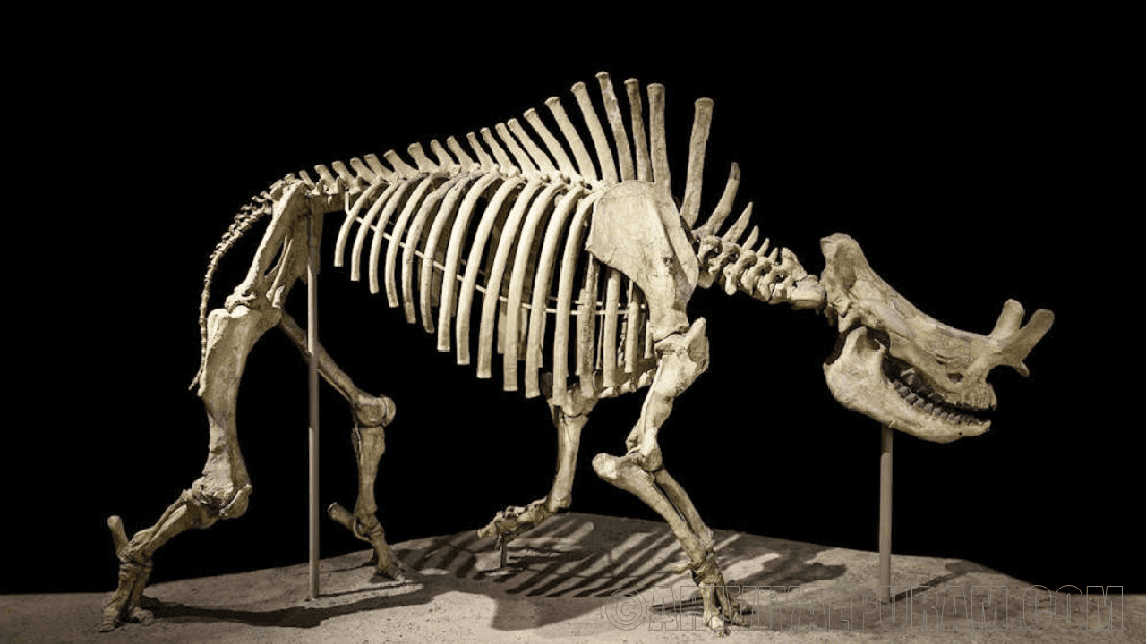 Thunder beast fossils show some big mammals 