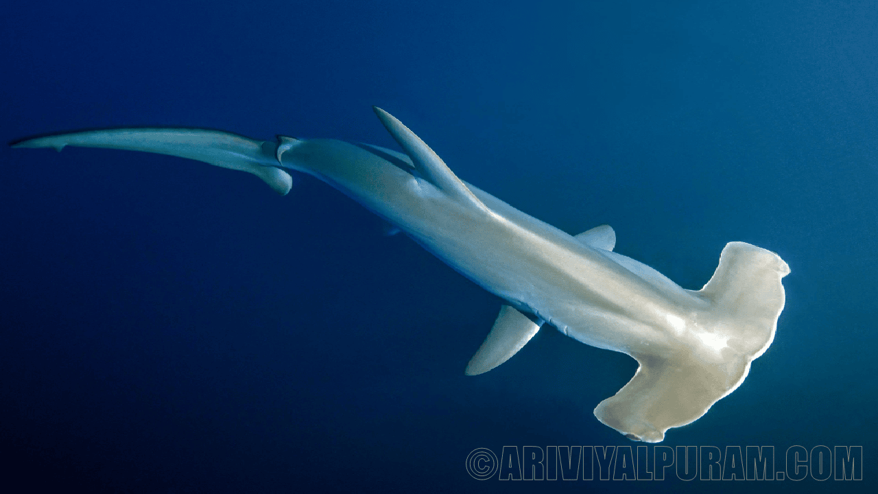 Hammerhead sharks hold their breath while diving