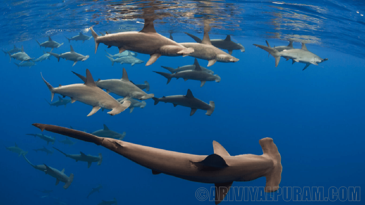 Hammerhead sharks hold their breath while diving