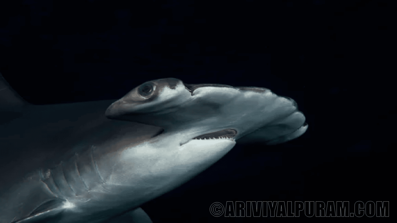 Hammerhead sharks hold their breath while diving