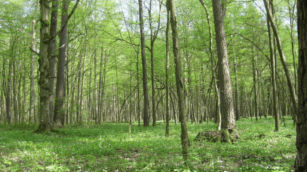 Soil microbes helps young trees