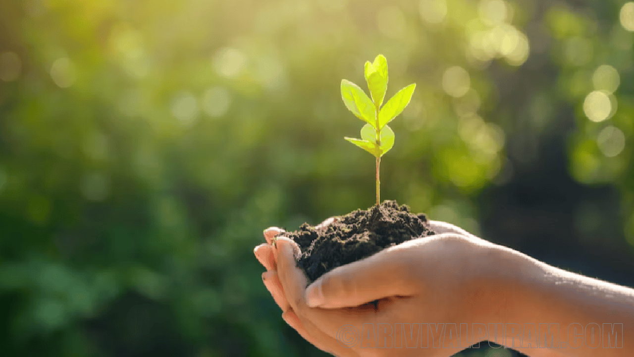 Soil microbes helps young trees