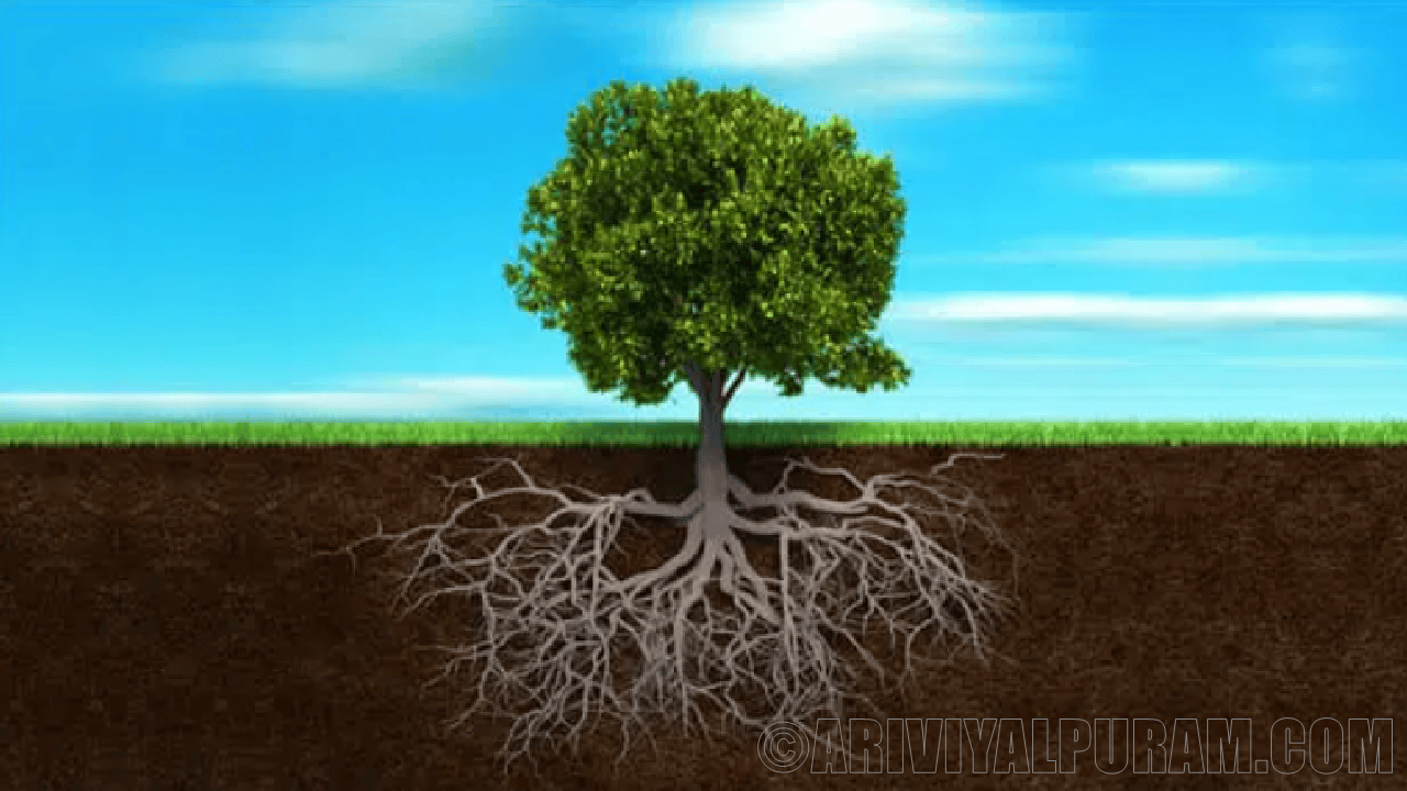 Soil microbes helps young trees