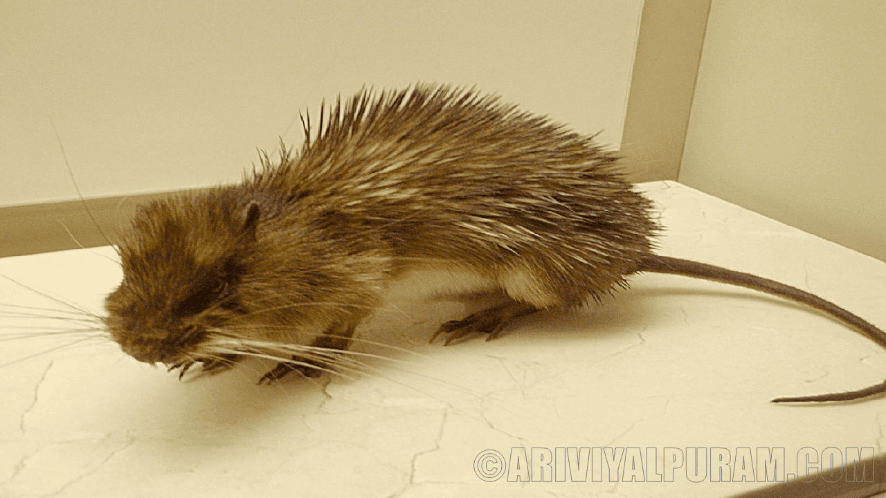 Spiny rats have armor on tails