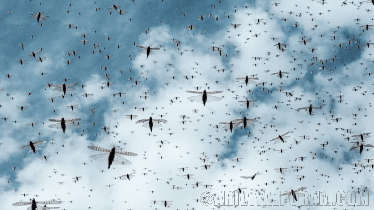 Swarming chemical sorting locusts