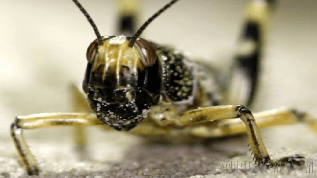 Swarming chemical sorting locusts