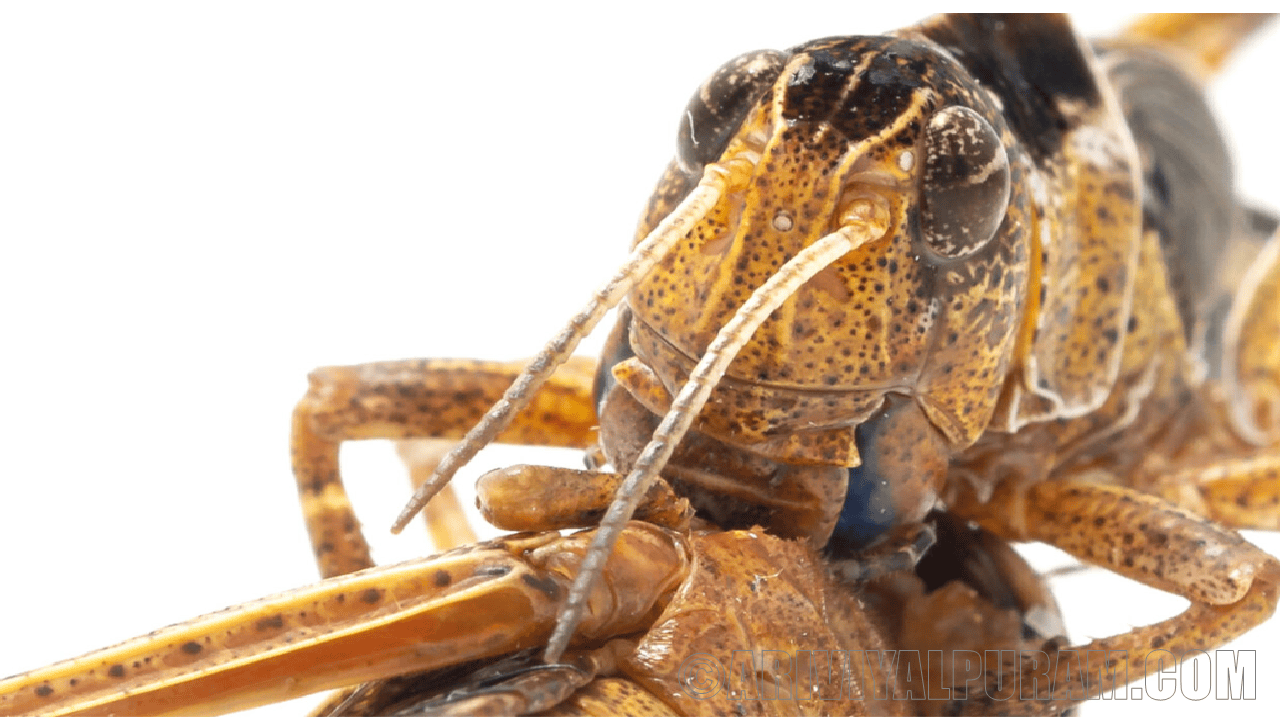 Swarming chemical sorting locusts