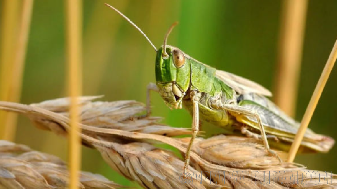 Swarming chemical sorting locusts