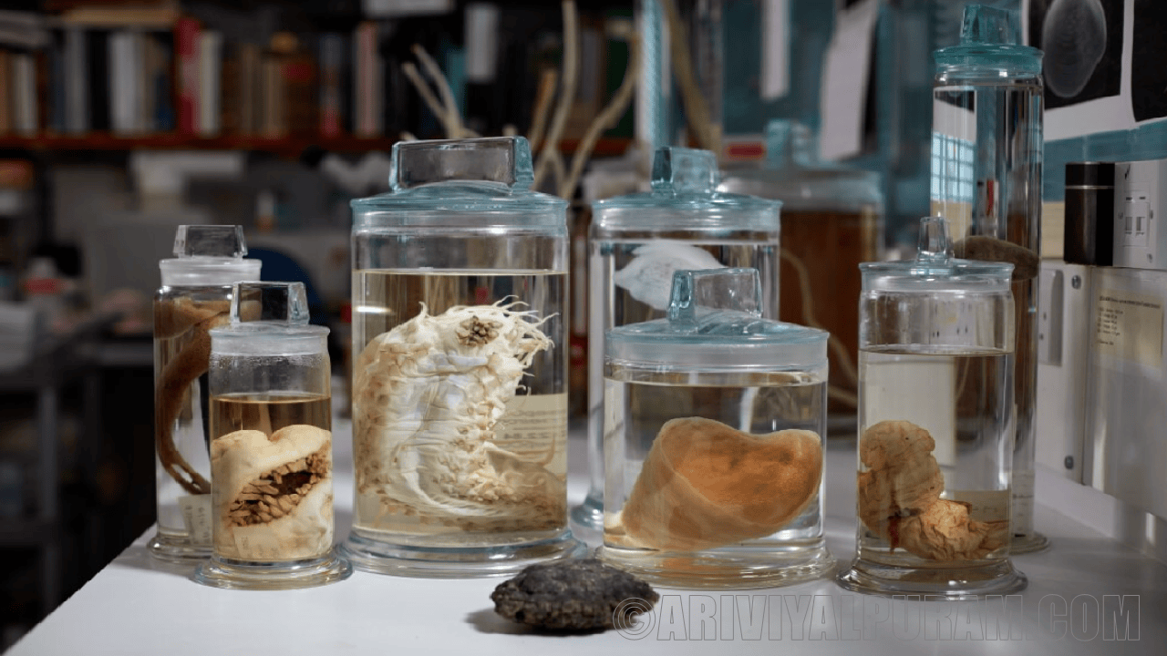 The deep sea animals in marine records