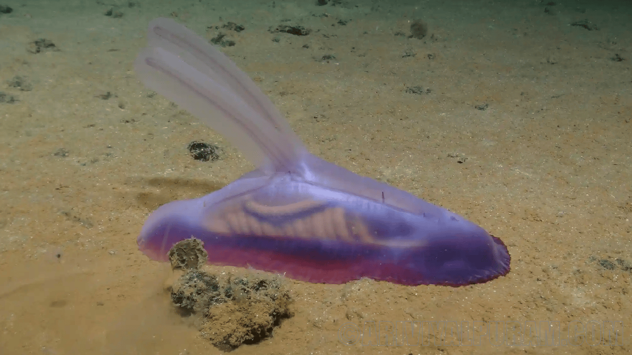 The deep sea animals in marine records