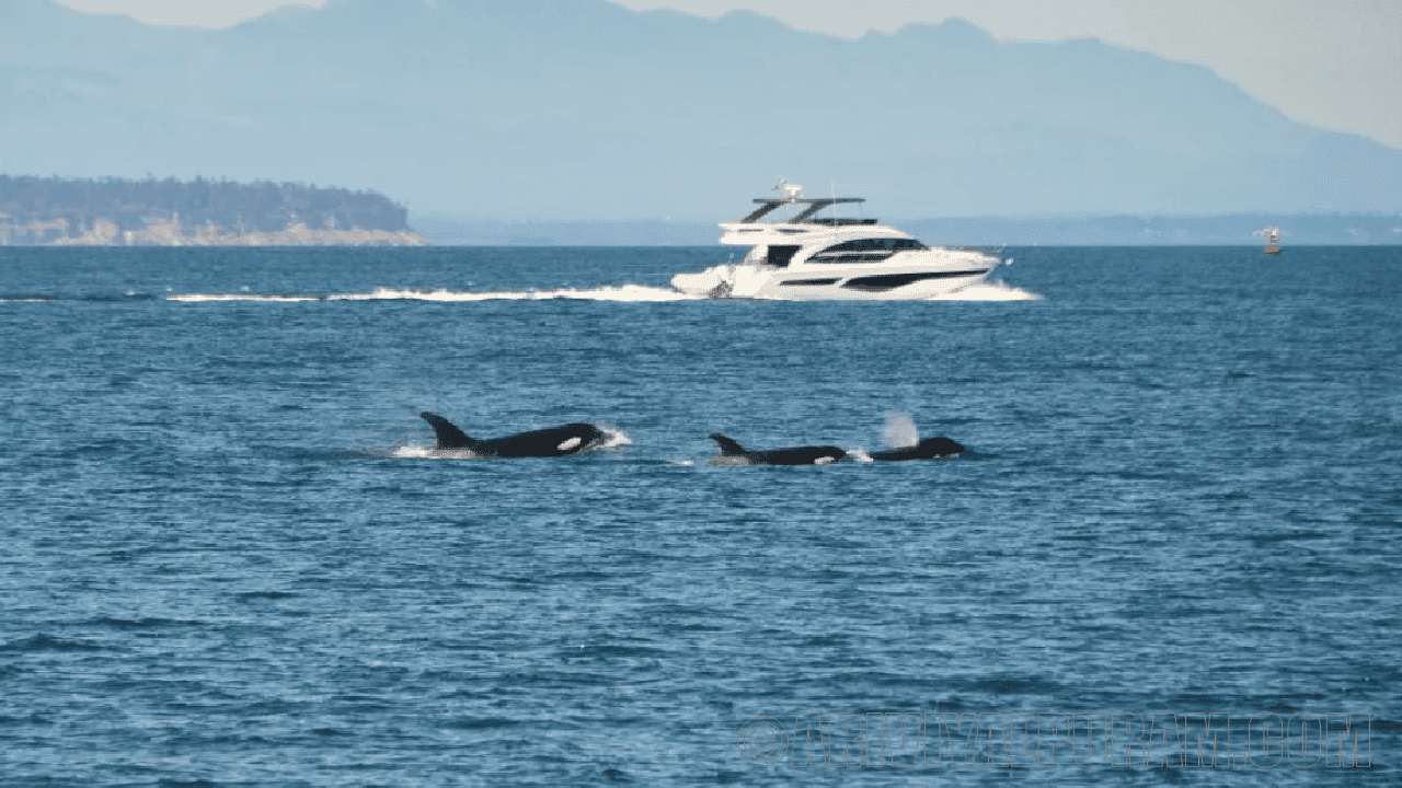 The orcas are attacking boats