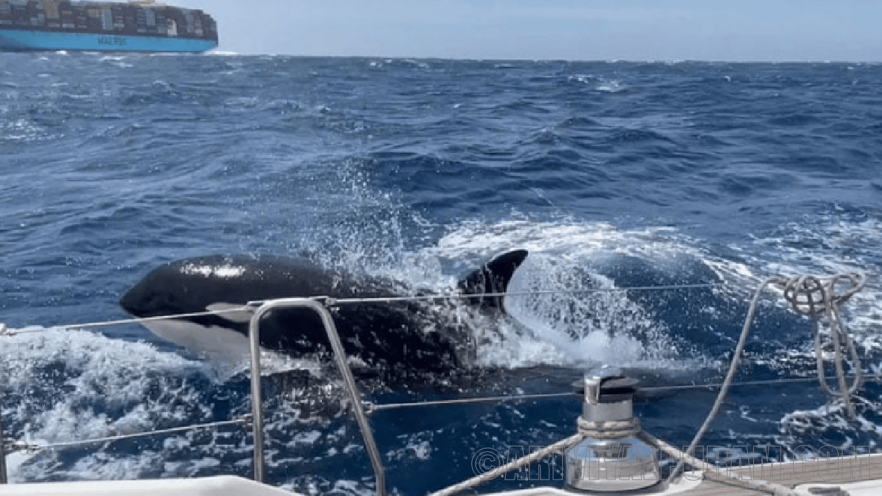 The orcas are attacking boats