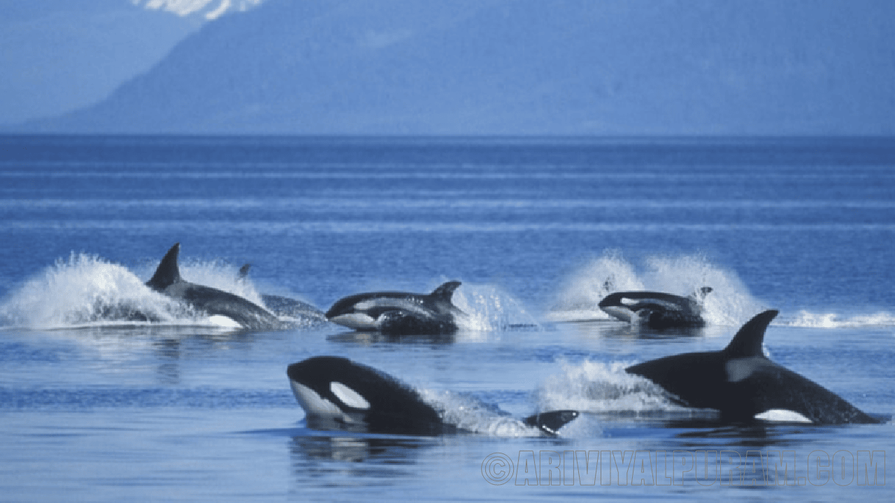The orcas are attacking boats