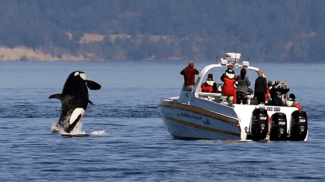 The orcas are attacking boats