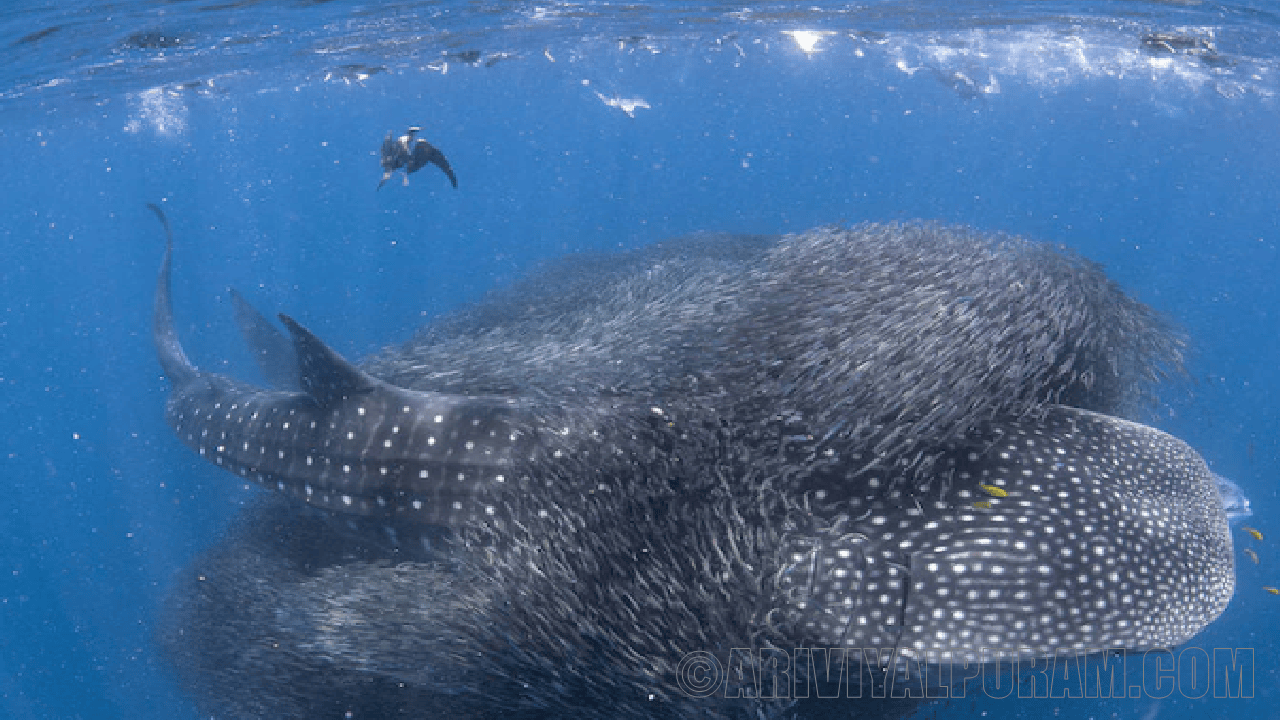 Whale sharks found to stop swimming