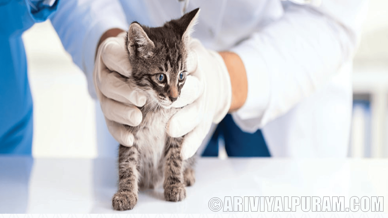 A gene therapy helps to birth control for cats