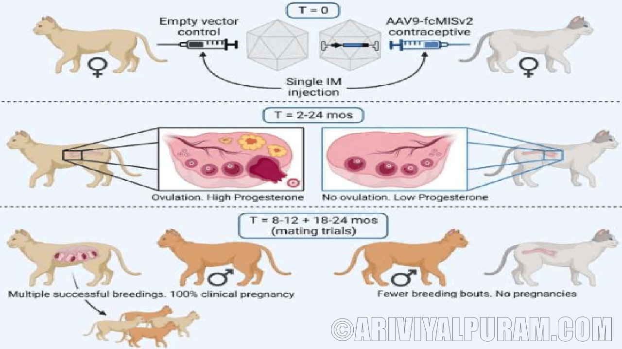 A gene therapy helps to birth control for cats