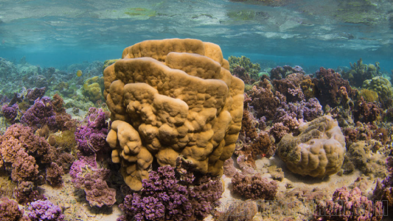 Bacteria lives in coral reefs