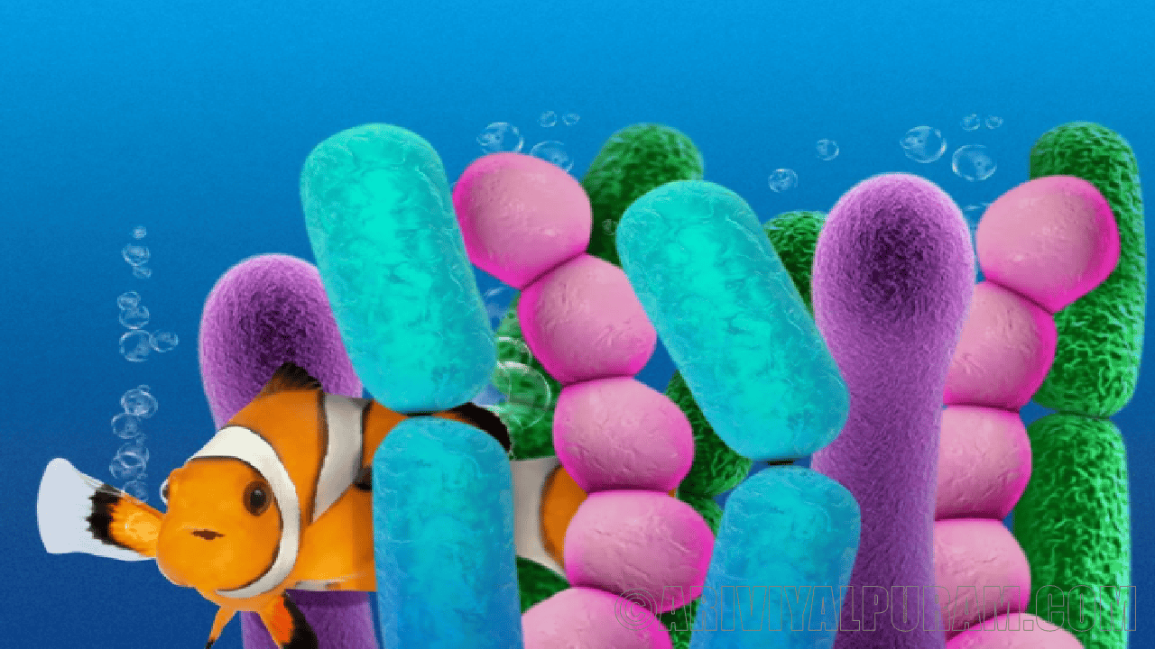 Bacteria lives in coral reefs