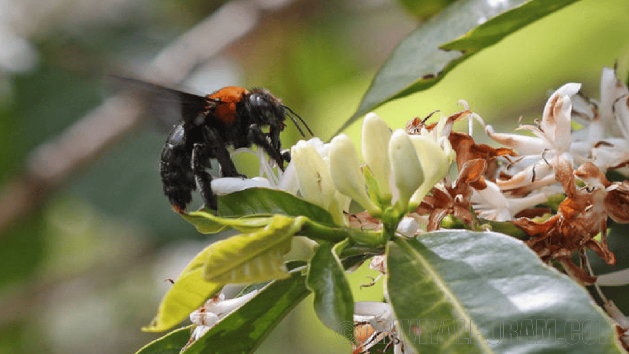 Bees produce poor quality seeds