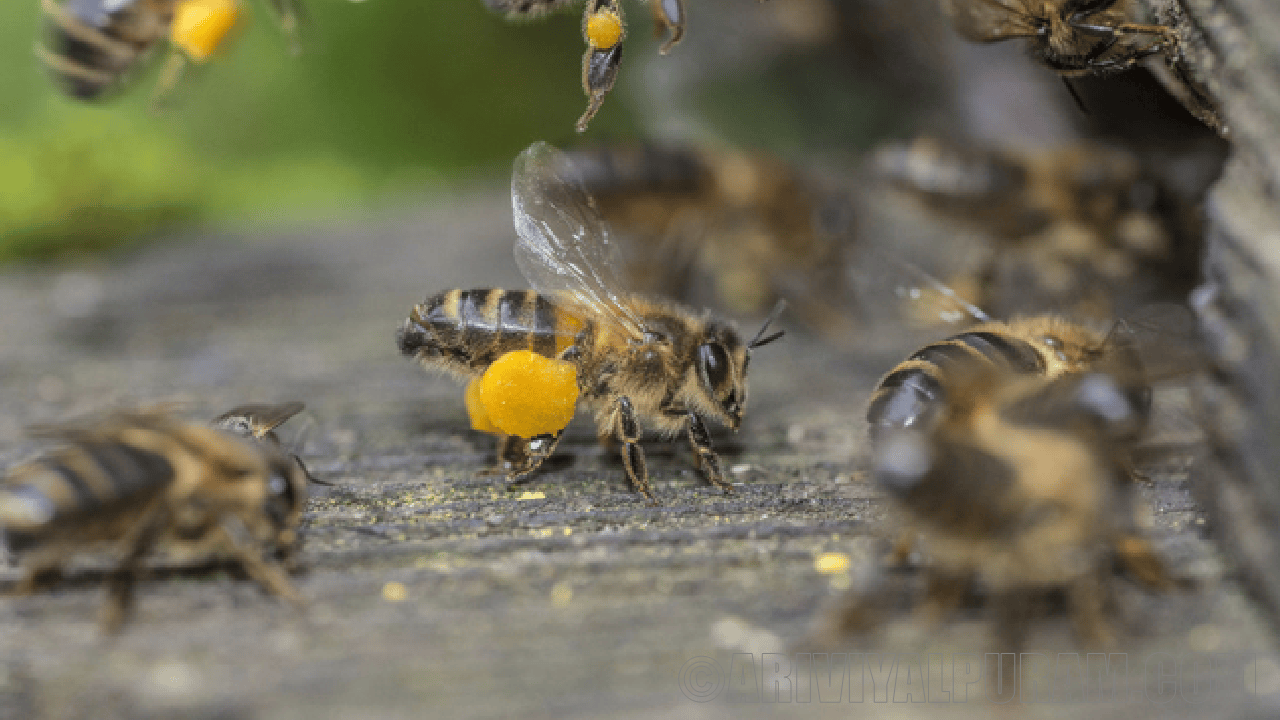 Bees produce poor quality seeds