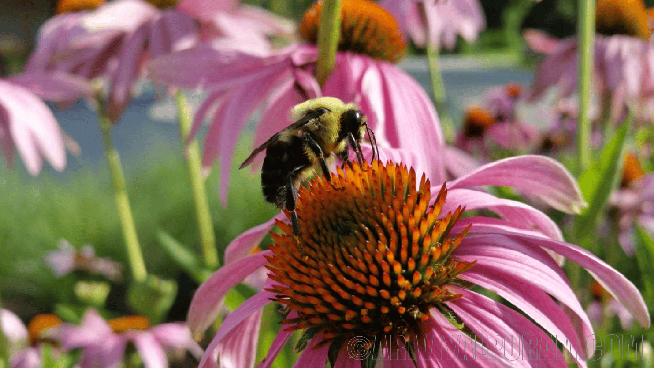 Bees produce poor quality seeds