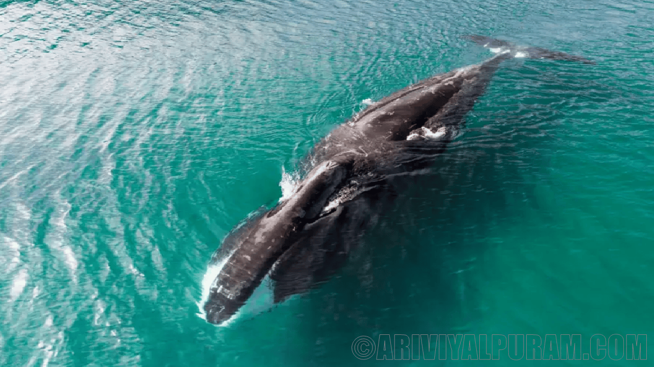 Bowhead whales fight cancer