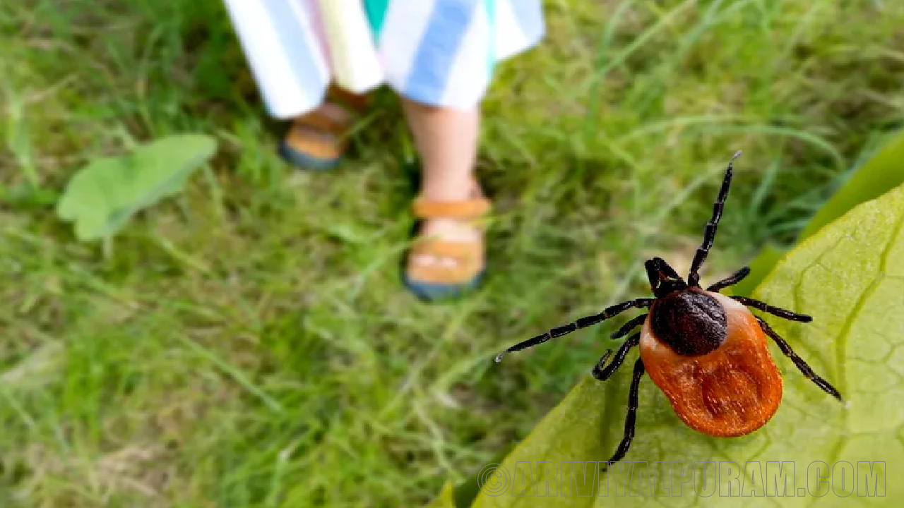 Lyme vaccine protects people