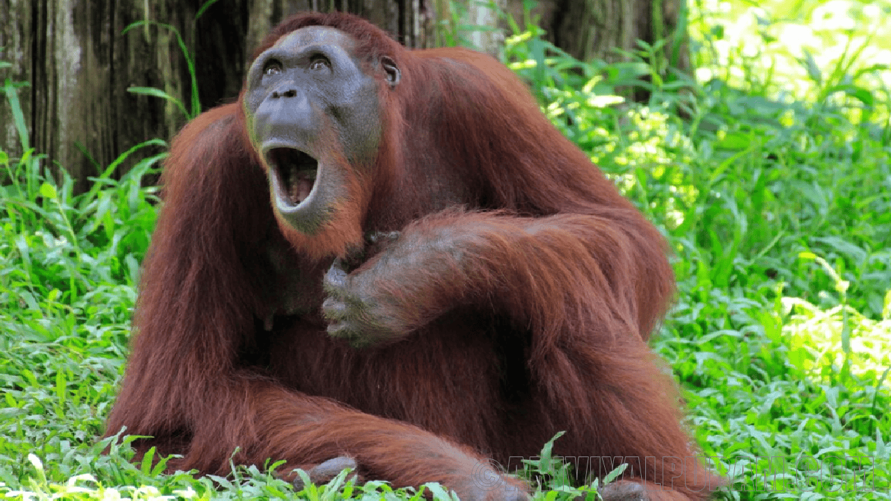 Orangutans make two sounds at once