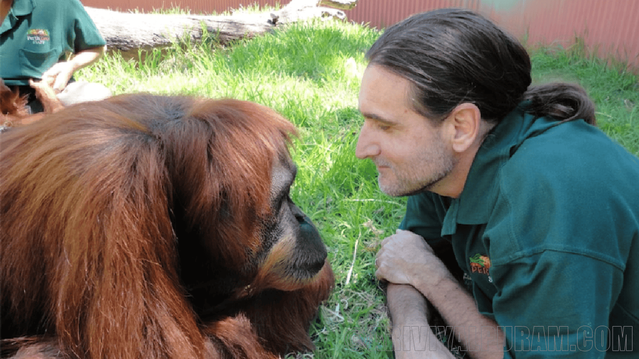 Orangutans make two sounds at once