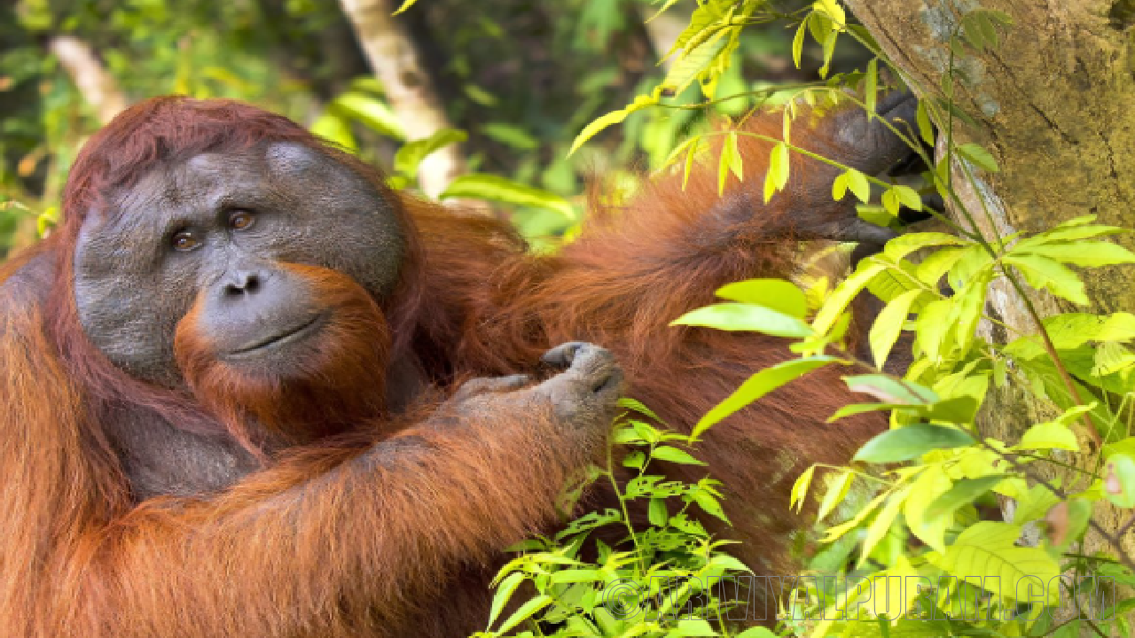 Orangutans make two sounds at once