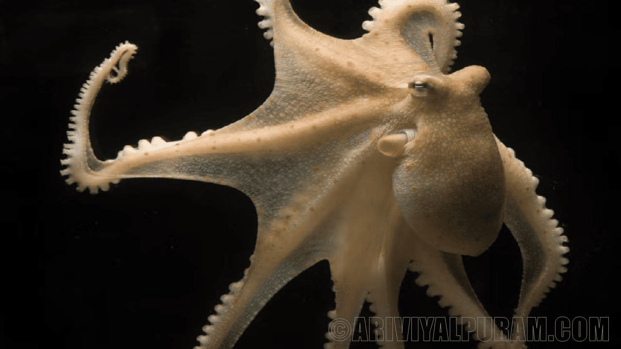 Rna editing helps to octopuses cope cold
