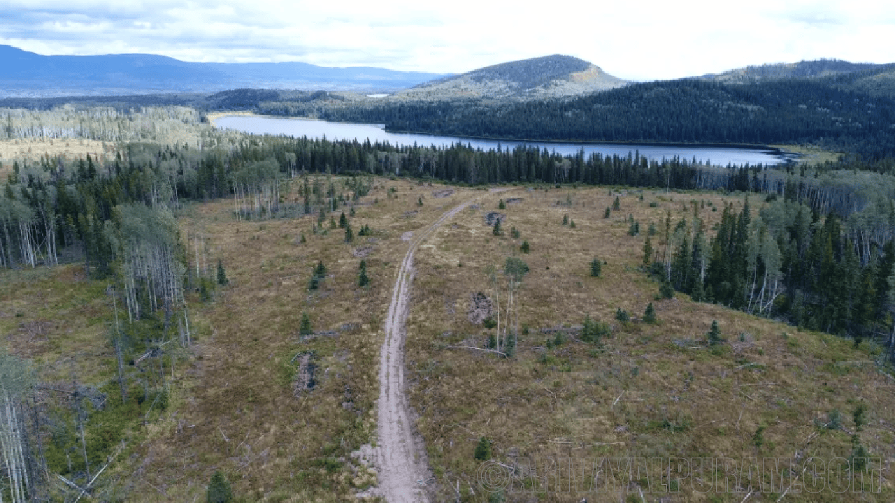 Snowy forests shrink