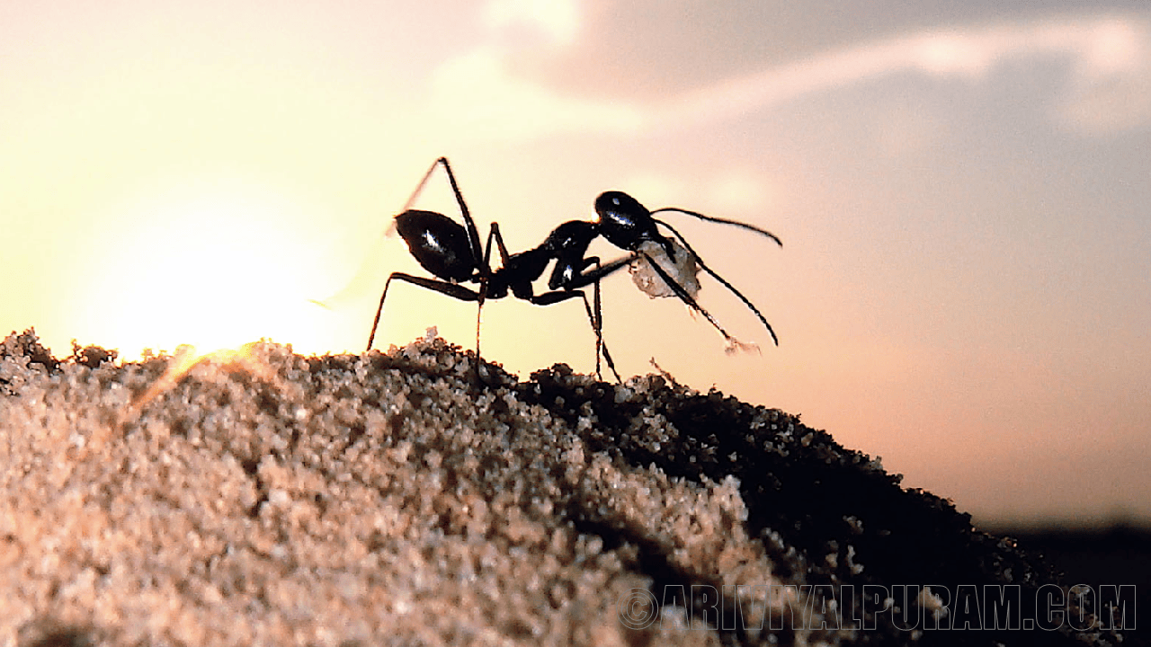 The ants build hills to show home