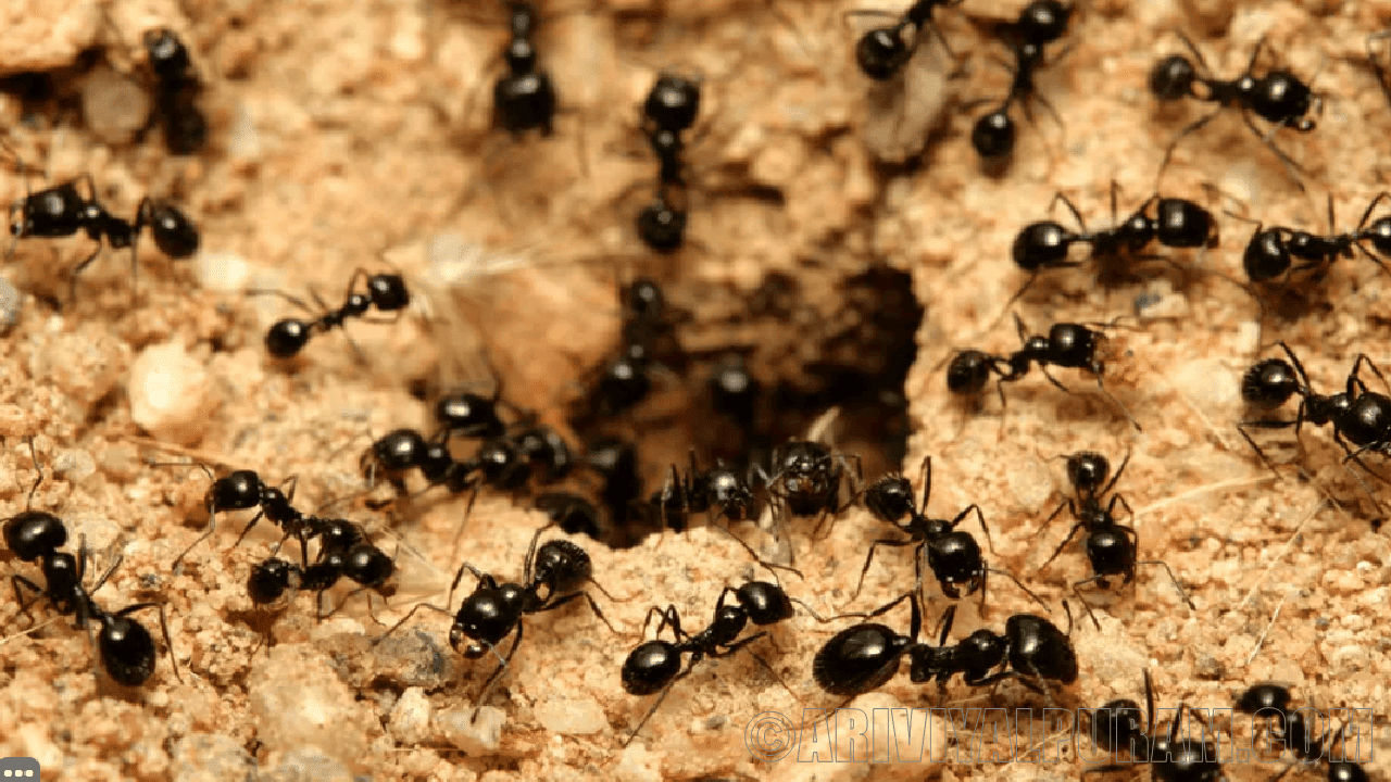 The ants build hills to show home