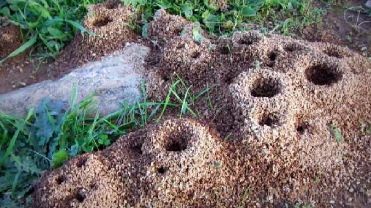 The ants build hills to show home