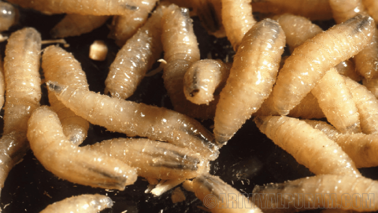 The flesh eating screwworms 