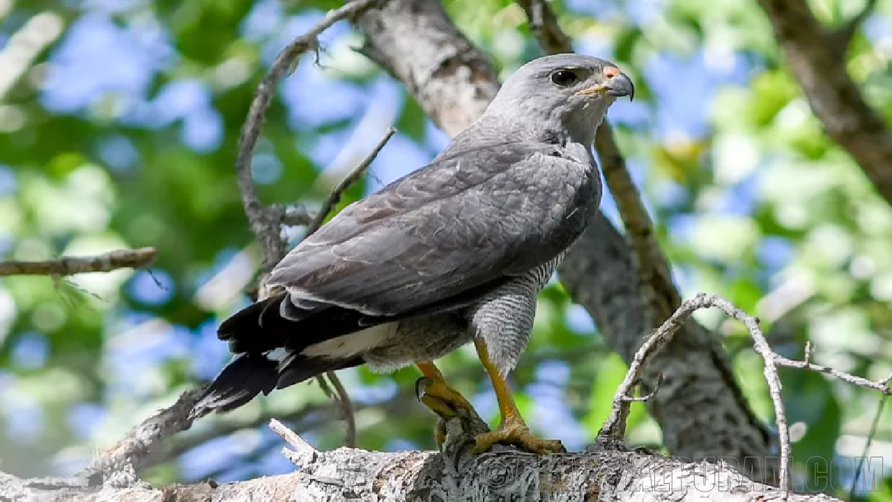 The flute attract to hawks