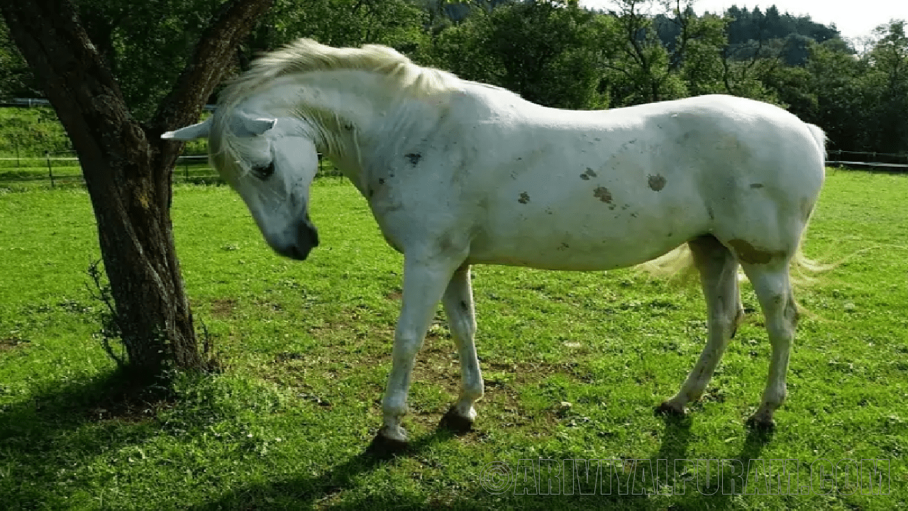 The horses stand up and sleep