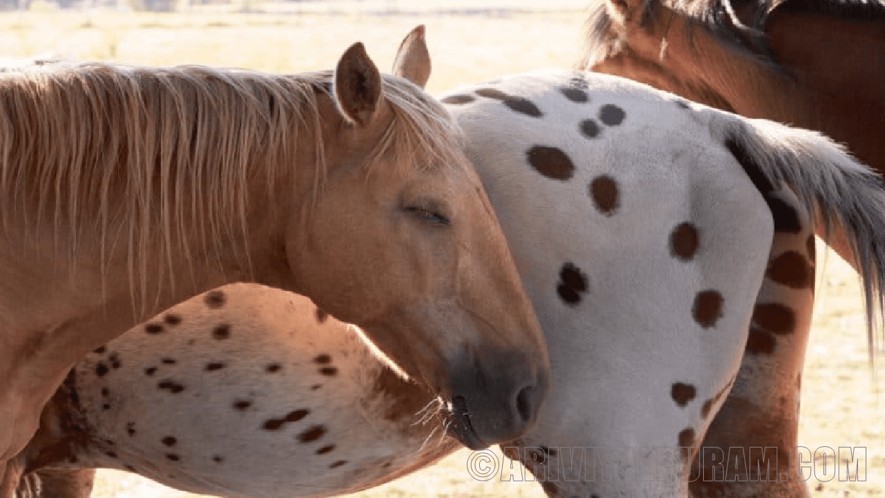 The horses stand up and sleep