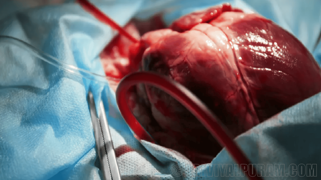 The reconstructed hearts can transplanted