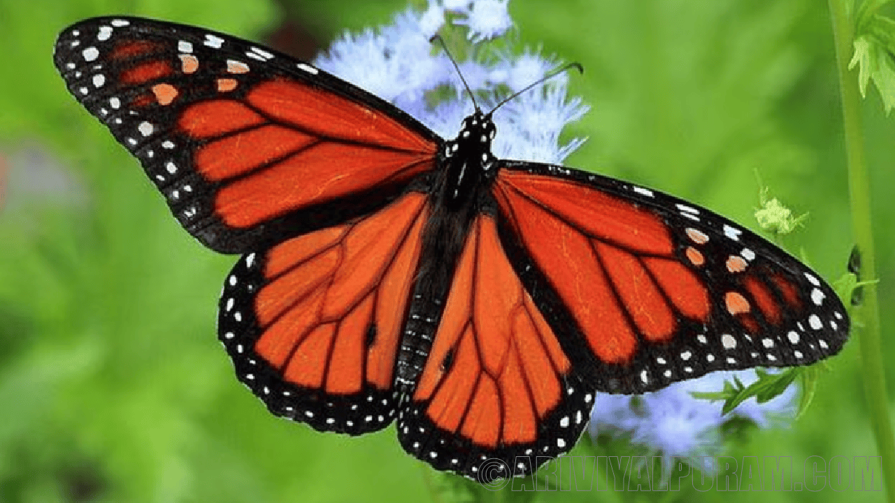 The white spots on a monarch butterflies