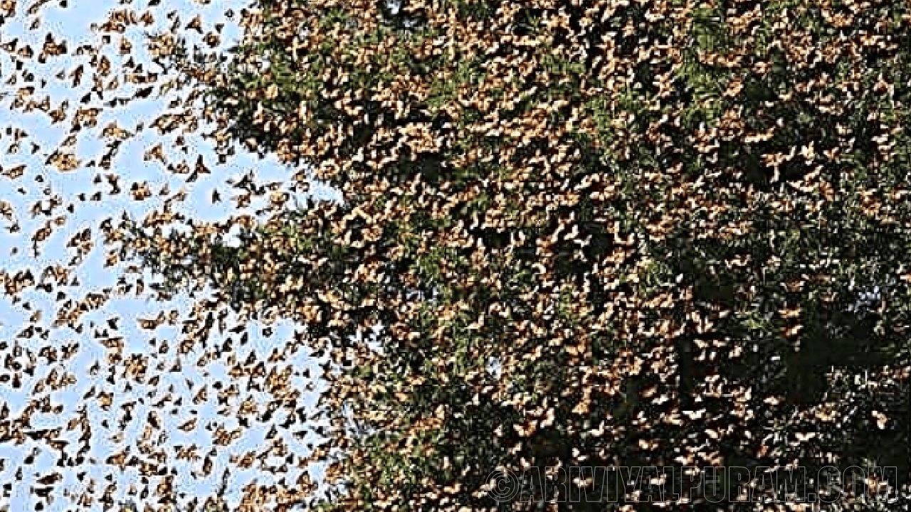 The white spots on a monarch butterflies