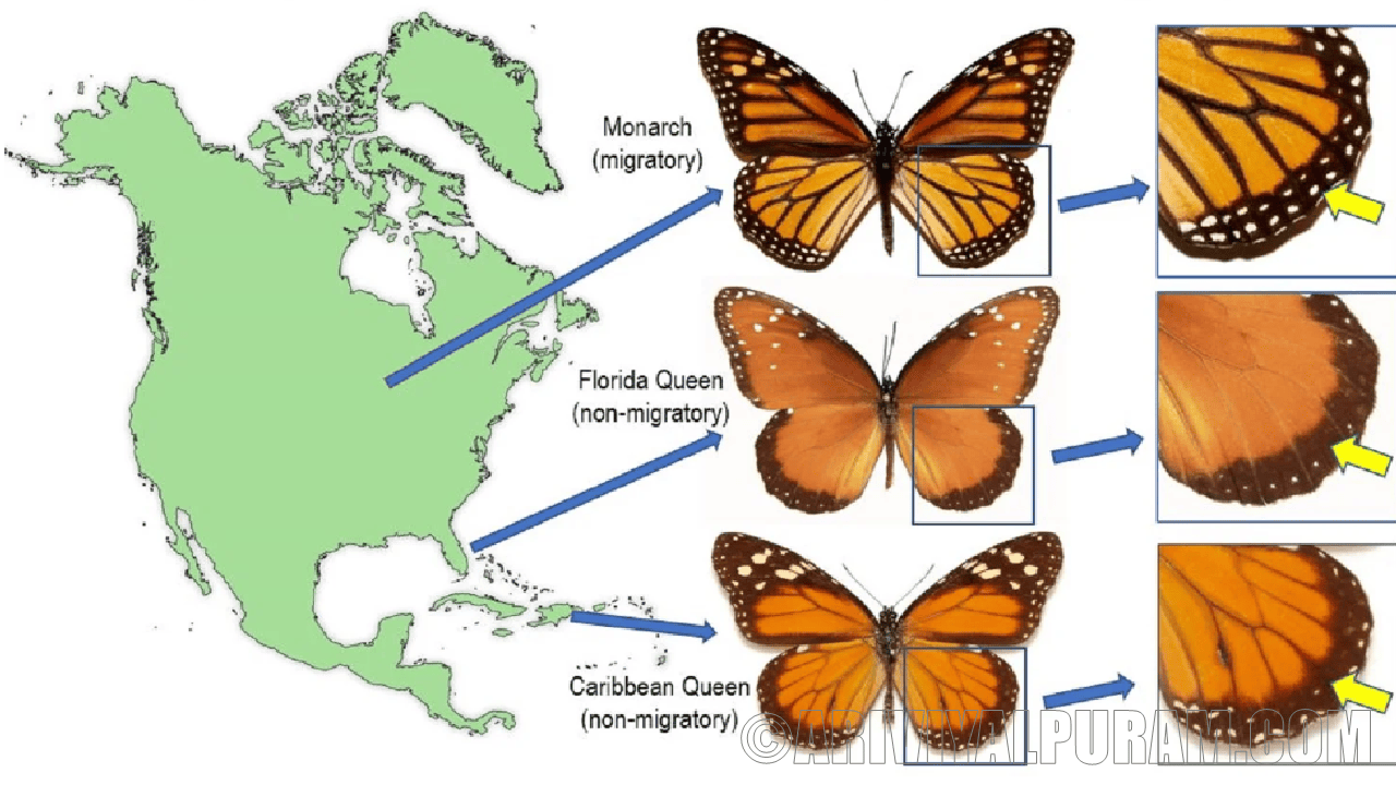 The white spots on a monarch butterflies