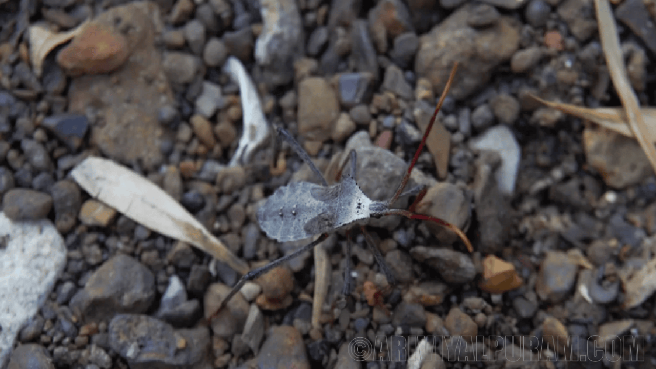 Young squash bugs search the feces