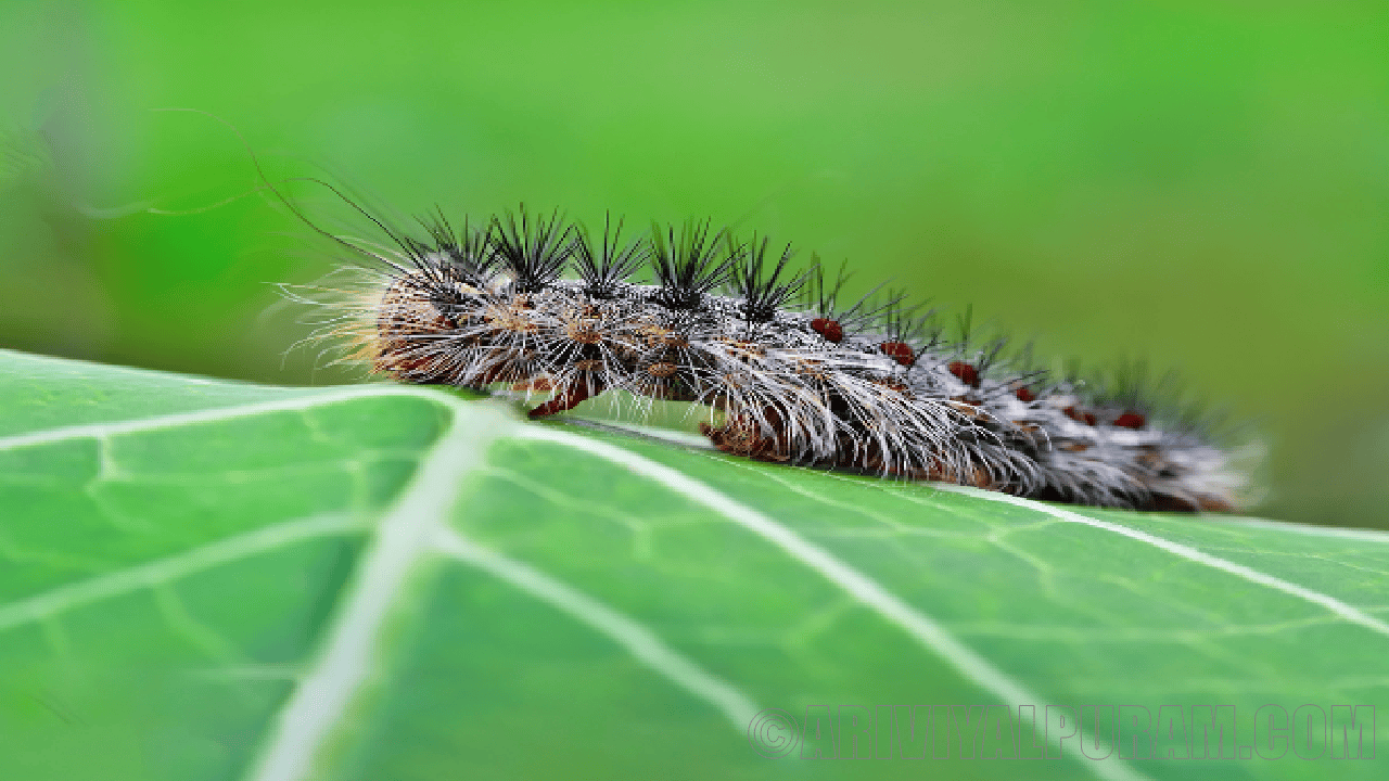 A tall spruce protects against moths